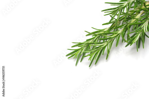 Rosemary on white background © Andy Waugh