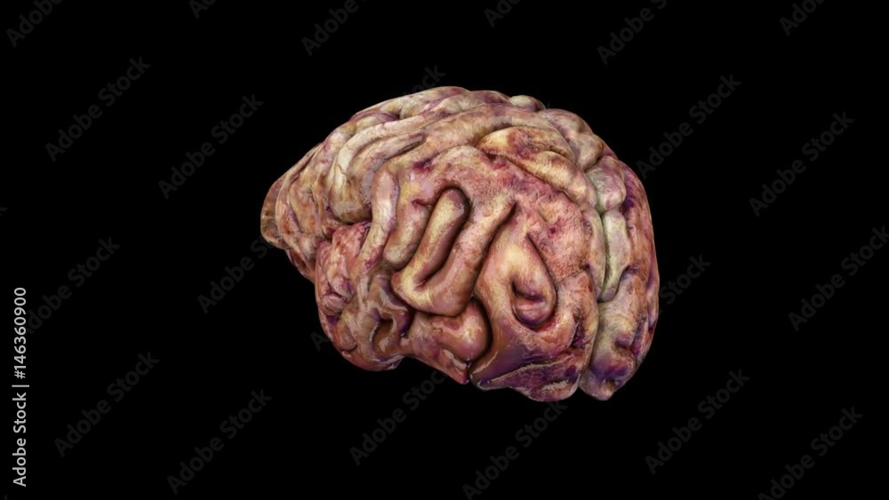 rotating brain on a black background rotating brain on a black background