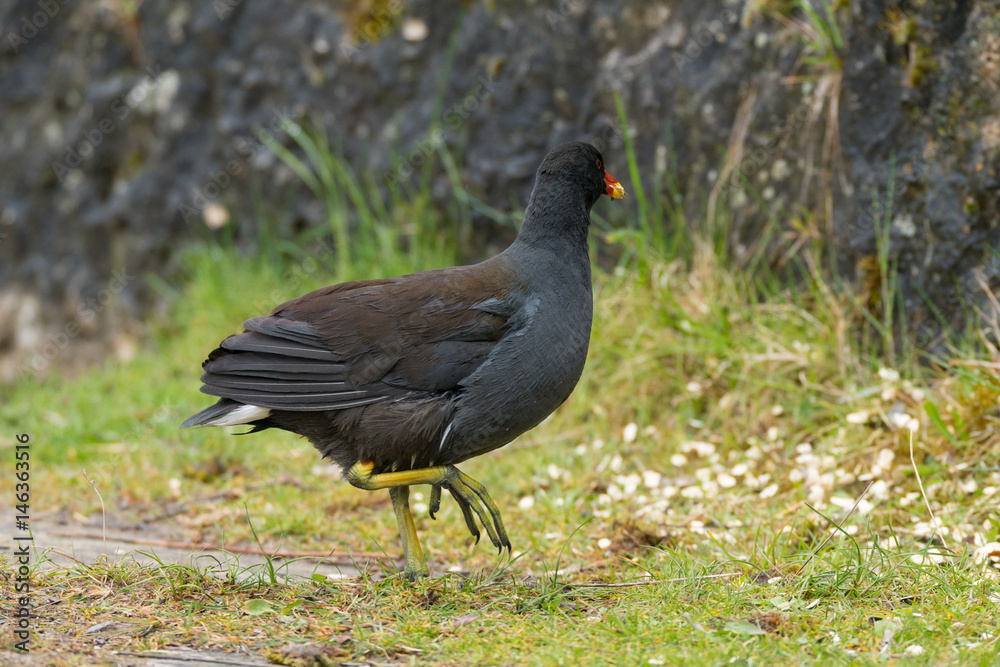 Teichhuhn entdeckt Freßbares