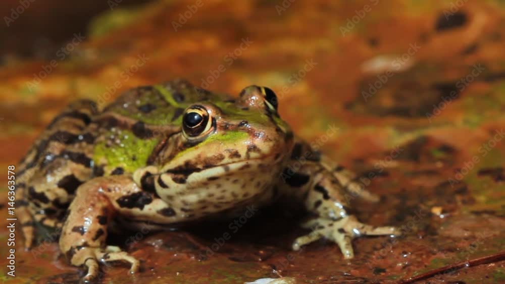 Close up frog seat in water. Frog in forest. Close up frog seat in water. Frog in forest.