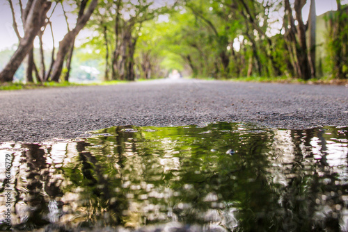 Tree tunnel road photo