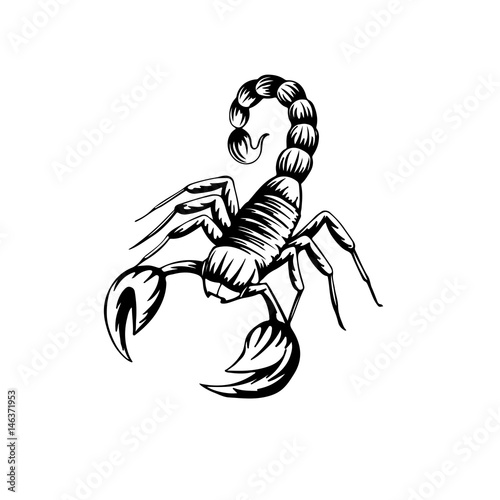 vector illustration of a stylized scorpion on a white background