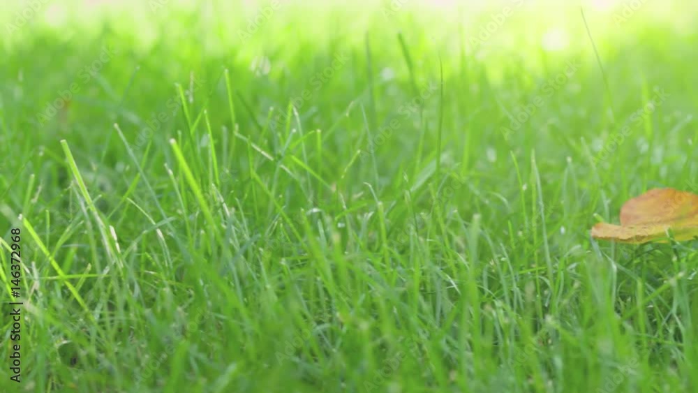 green grass with orange leaf in sunny summer morning dolly slide move, prores footage green grass with orange leaf in sunny summer morning dolly slide move, prores footage