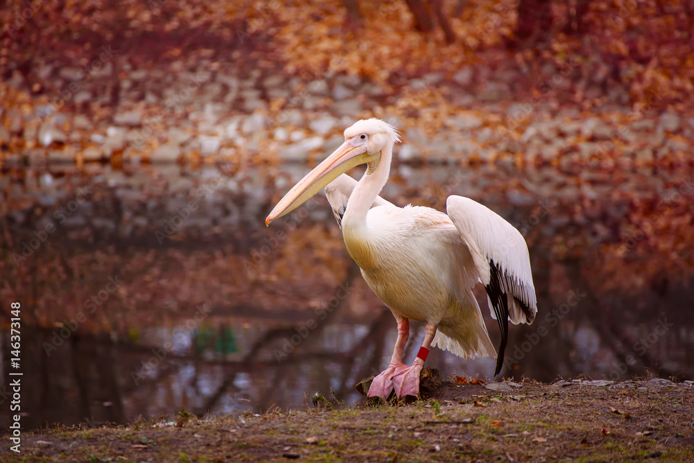 Obraz premium Pelican bird with pink beak near the lake in autumn park, natural background