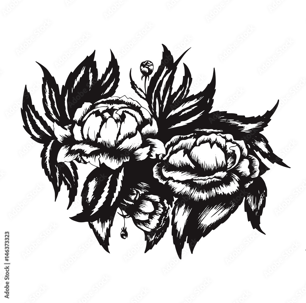Hand drawing vector illustration of peony isolated on a white background