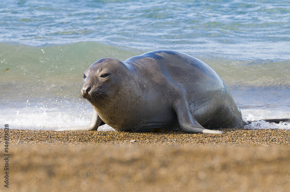 Fototapeta premium Elephant seal, Patagonia, Argentina
