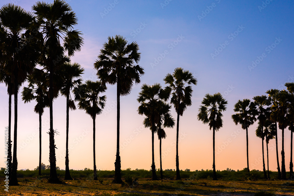Obraz premium Palm silhouettes