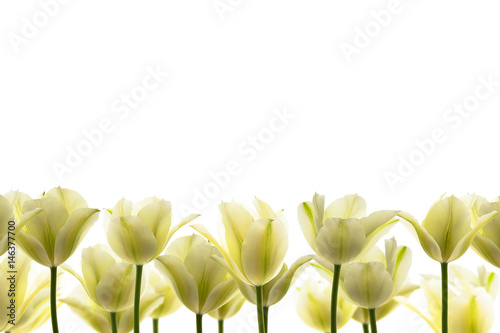 Fototapeta Naklejka Na Ścianę i Meble -  zarte weisse tulpen auf weissem hintergrund