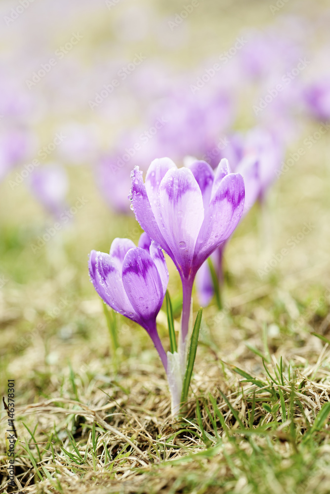 Beautiful violet crocus flowers growing on the dry grass, the first sign of spring. Seasonal easter background. Beautiful violet crocus flowers growing on the dry grass, the first sign of spring. Seasonal easter background.