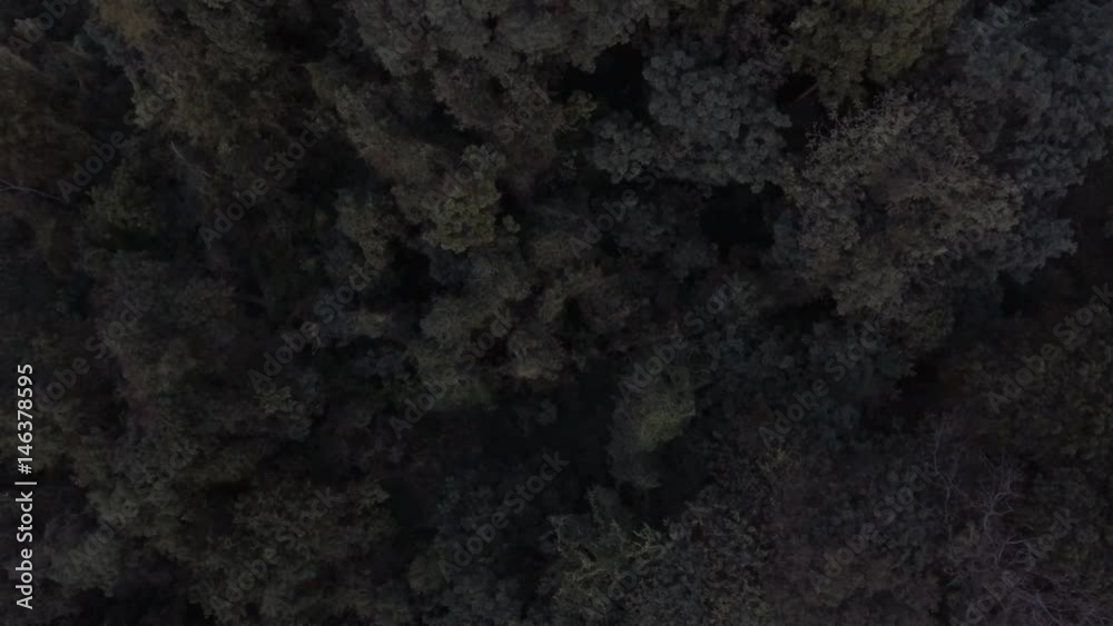 aerial shot of tropical diciduous forest treetop aerial shot of tropical diciduous forest treetop