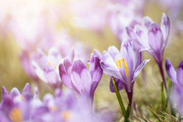 Wandcirkels Krokussen Violette krokus op droog gras  © Roxana