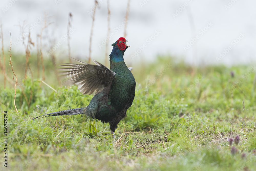 Obraz premium キジ雄(common pheasant)