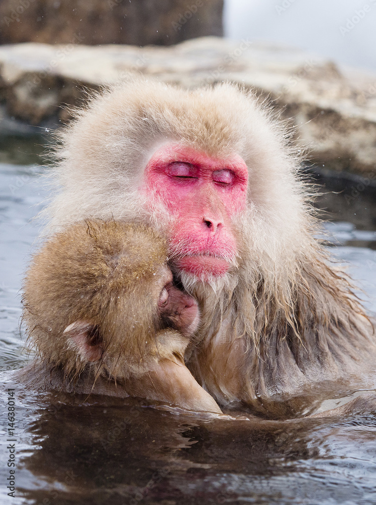Portrait of a mother and child Japanese Snow Monkey in a hot spring, Jigokudani, Nagano, Japan.