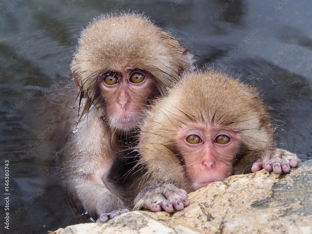 Fototapeta premium Two baby Japanese snow monkeys enjoy the hot spring, Jigokudani, Japan