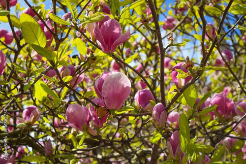 Magnolien, Magnolie, Magnoliaceae, Magnolia grandiflora photo