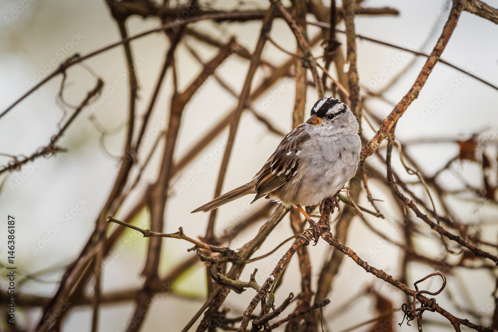 White-Crowned Sparrow (Zonotrichia leucophrys) on a branch White-Crowned Sparrow (Zonotrichia leucophrys) on a branch