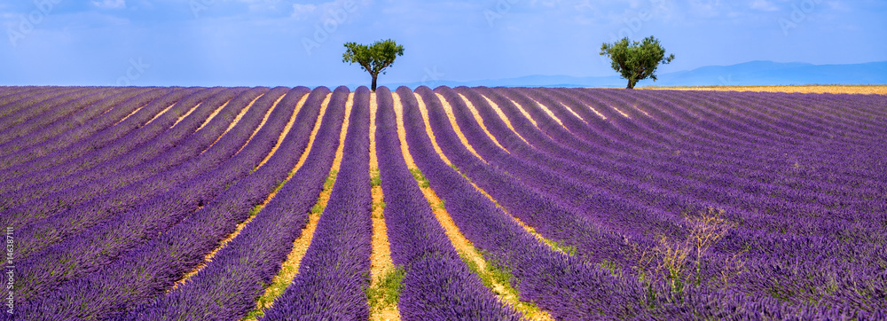 Fototapeta premium Horizontal panoramic of a lavender field with olive trees in Valensole on Summer afternoon. Southern Alps (Alpes de Haute Provence), South of France.