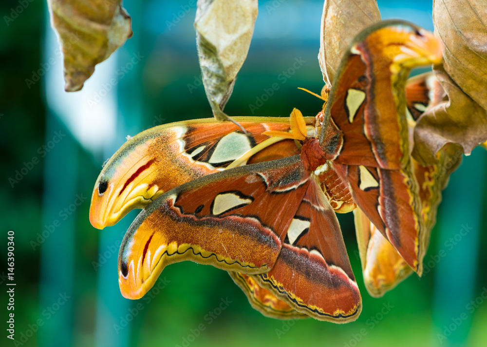 Obraz premium Two giant silkworm moths are mating on the dry leaf.