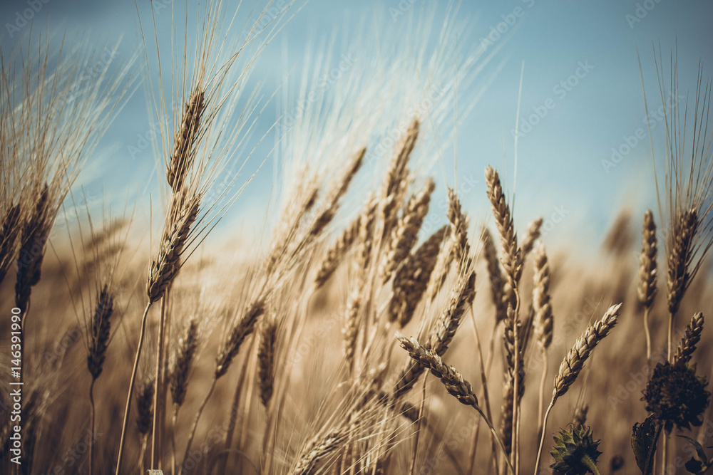 Wheat against the Sky 