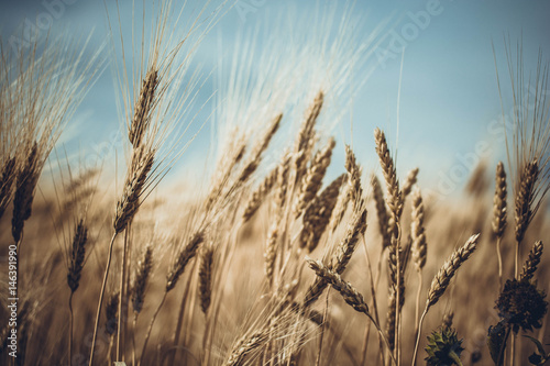 Wheat against the Sky 