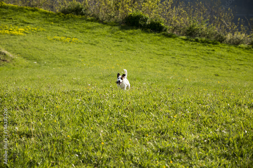 Walking Walking