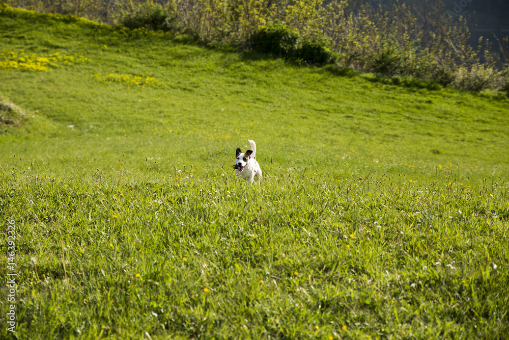 Walking