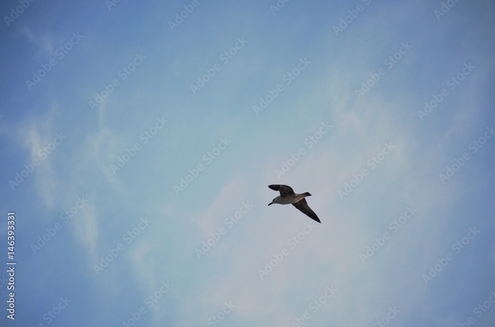Closeup of a flying seagull