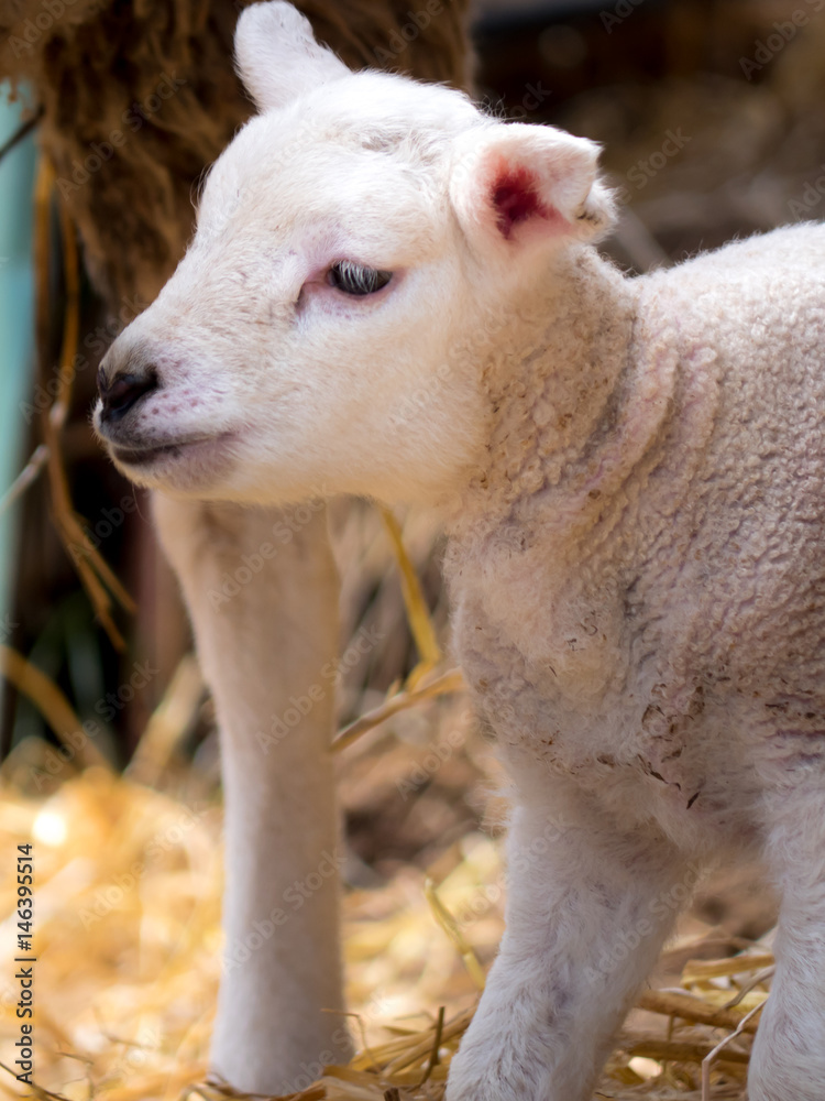 Obraz premium Schaf 5