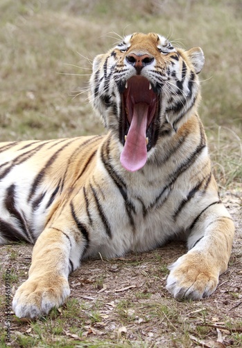 Tiger Yawn Showing Pink Tongue