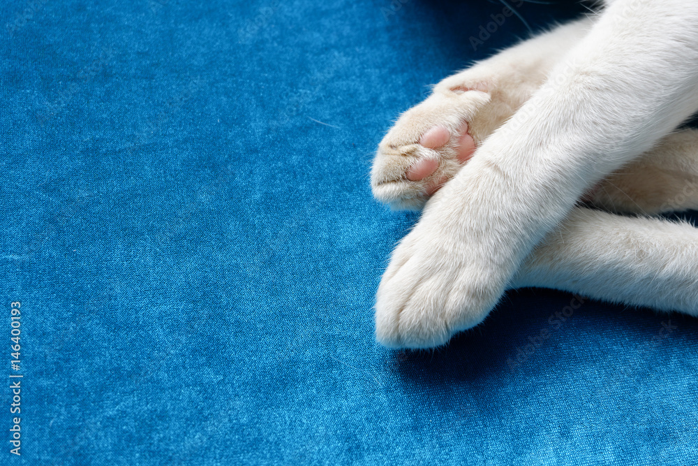 close up cat's paw, copy space close up cat's paw, copy space