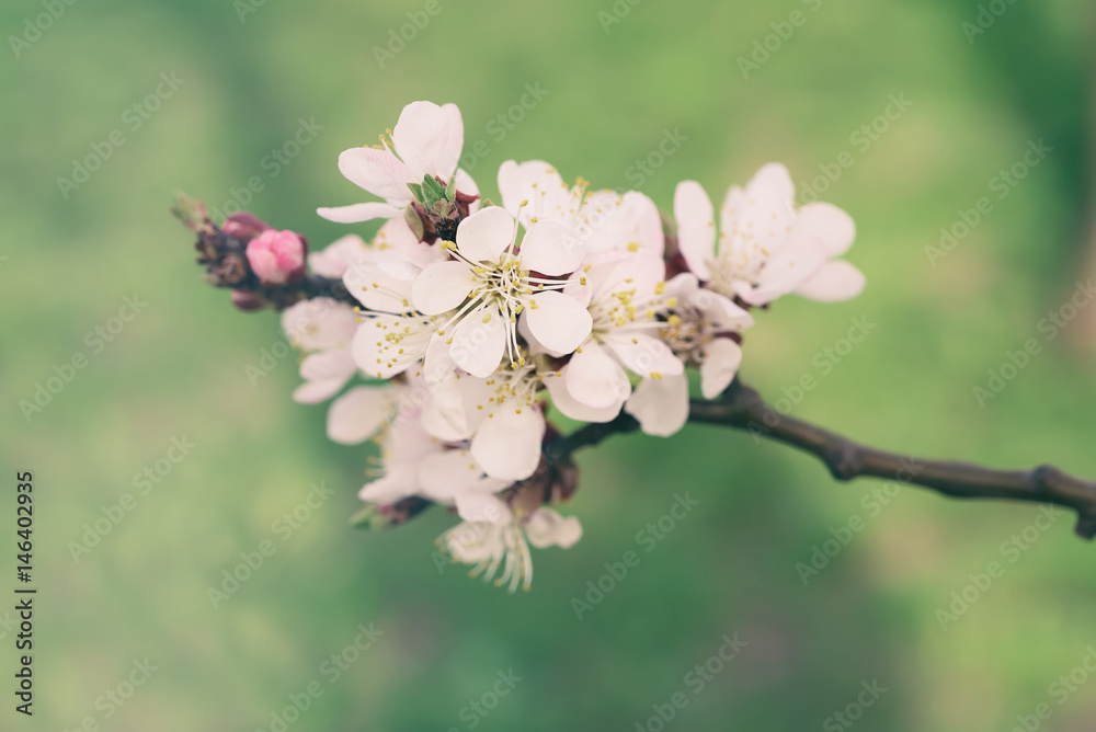 Apricot tree flower with buds and blossoms blooming at springtime, vintage retro floral background Apricot tree flower with buds and blossoms blooming at springtime, vintage retro floral background