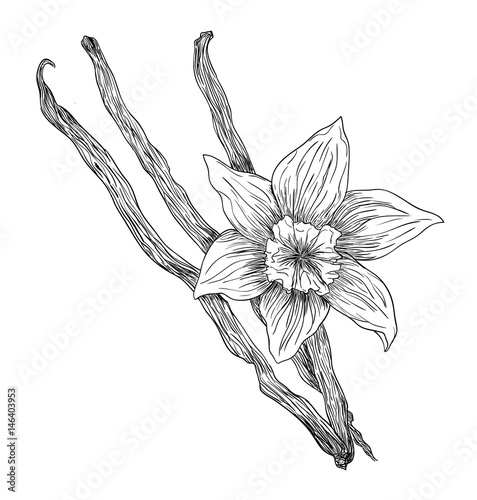 Black ink vector vanilla flower with sticks drawing isolated on white background
