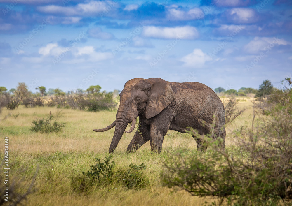 African Savannah Elephant at the Kruger National Park, South Africa African Savannah Elephant at the Kruger National Park, South Africa