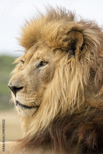 Male Lion Portrait © Duncan Noakes