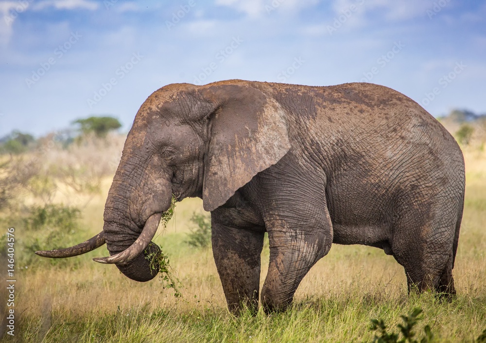 Fototapeta premium African Savannah Elephant at the Kruger National Park, South Africa