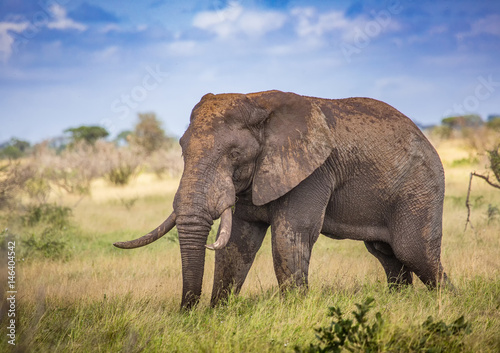 African Savannah Elephant at the Kruger National Park  South Africa