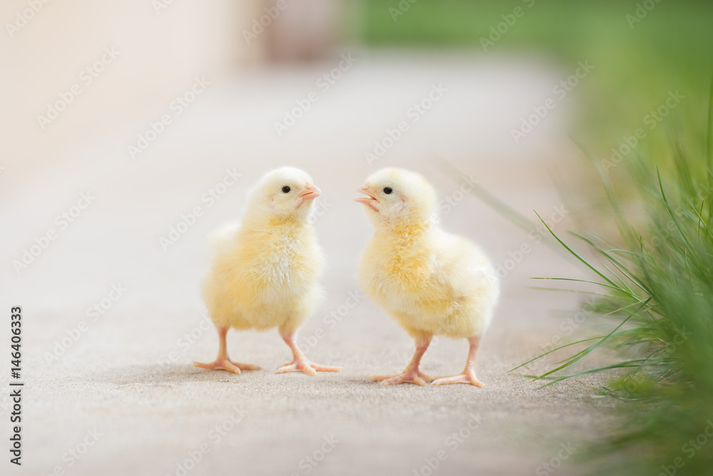 two adorable chicks outdoors