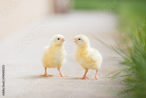 Photo two adorable chicks outdoors