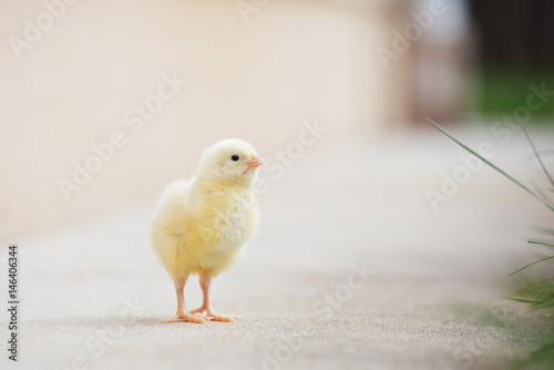 yellow chick outdoors in summer