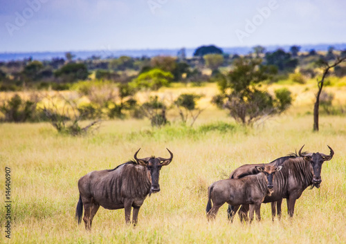 Blue Wildebeests at the Kruger National Park  South Africa