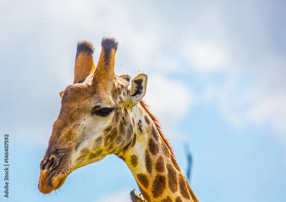 Naklejka premium Giraffe at the Kruger National Park, South Africa