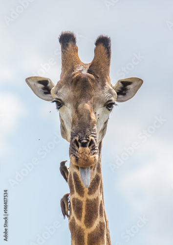Giraffe at the Kruger National Park, South Africa