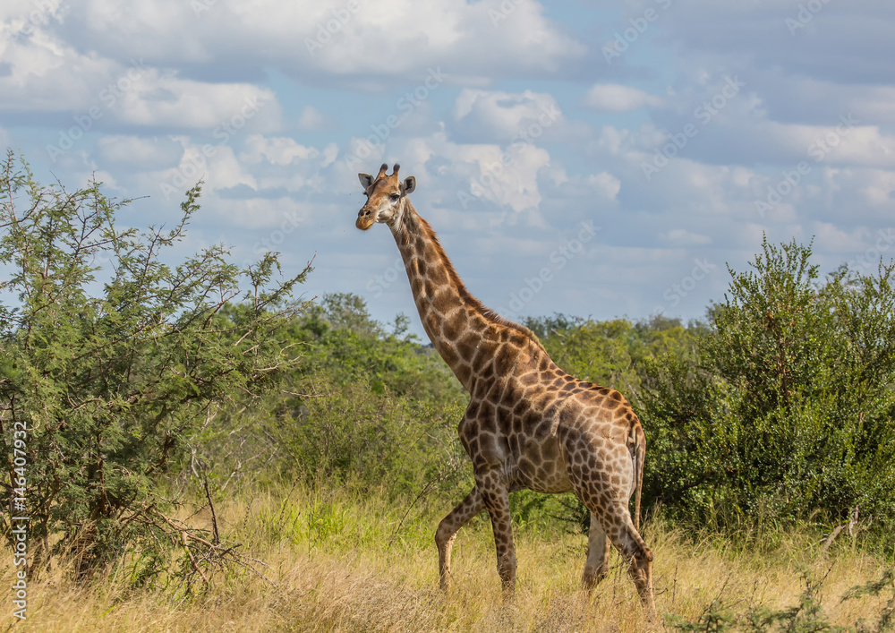 Giraffe at the Kruger National Park, South Africa Giraffe at the Kruger National Park, South Africa