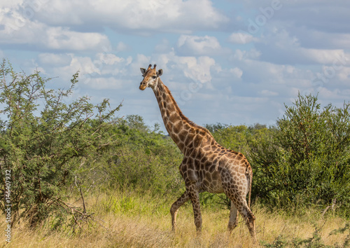 Giraffe at the Kruger National Park  South Africa