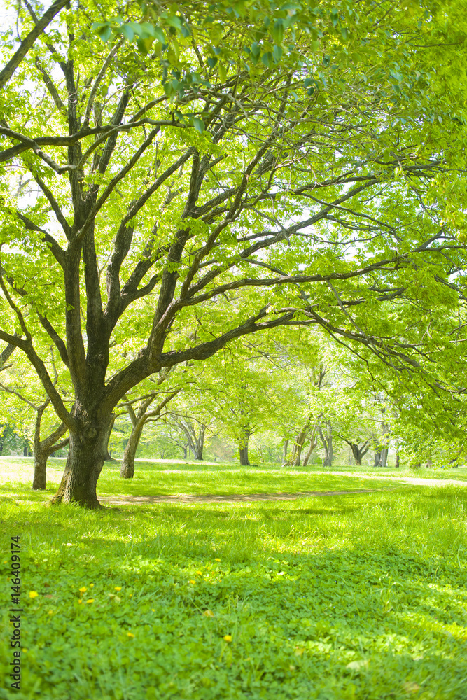 Obraz premium 公園 木陰