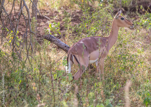Impala female at the Kruger National Park, South Africa © 5-Birds Photograpy