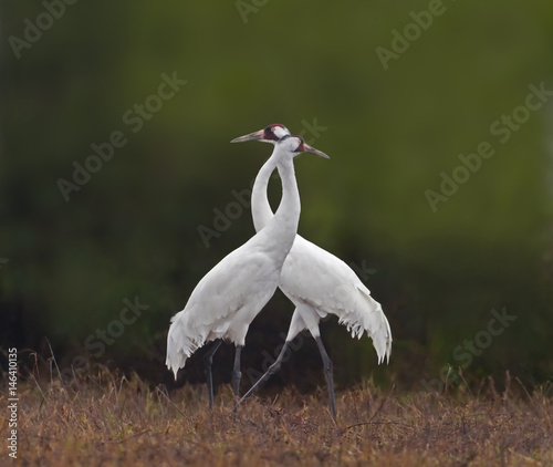 Tableau sur toile Crane Crossing - Two adult whooping cranes cross in opposite directions providing maximum oversight for predators and other threats