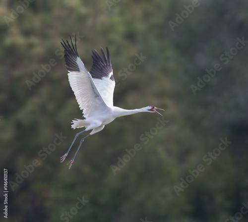 Картината върху платно Siren Squawk - An adult whooping crane sounds the alarm with a squawk to other family members about nearby danger and takes flight