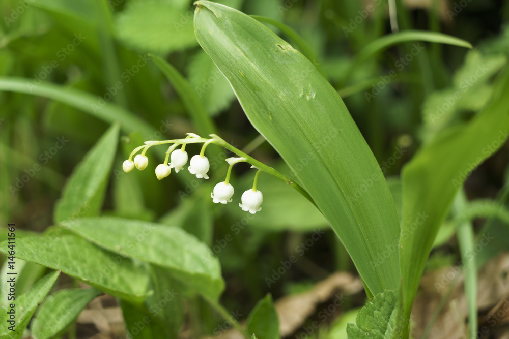 Lily Of The Valley - Convallaria majalis Lily Of The Valley - Convallaria majalis