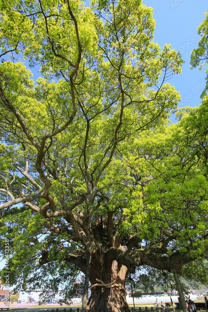 Fototapeta premium 徳島県東みよし町 加茂の大クス